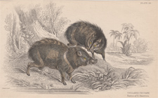 Collared Peccary